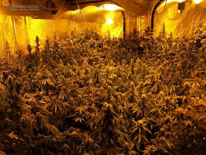 Голландия плантации марихуаны статья торговля конопли